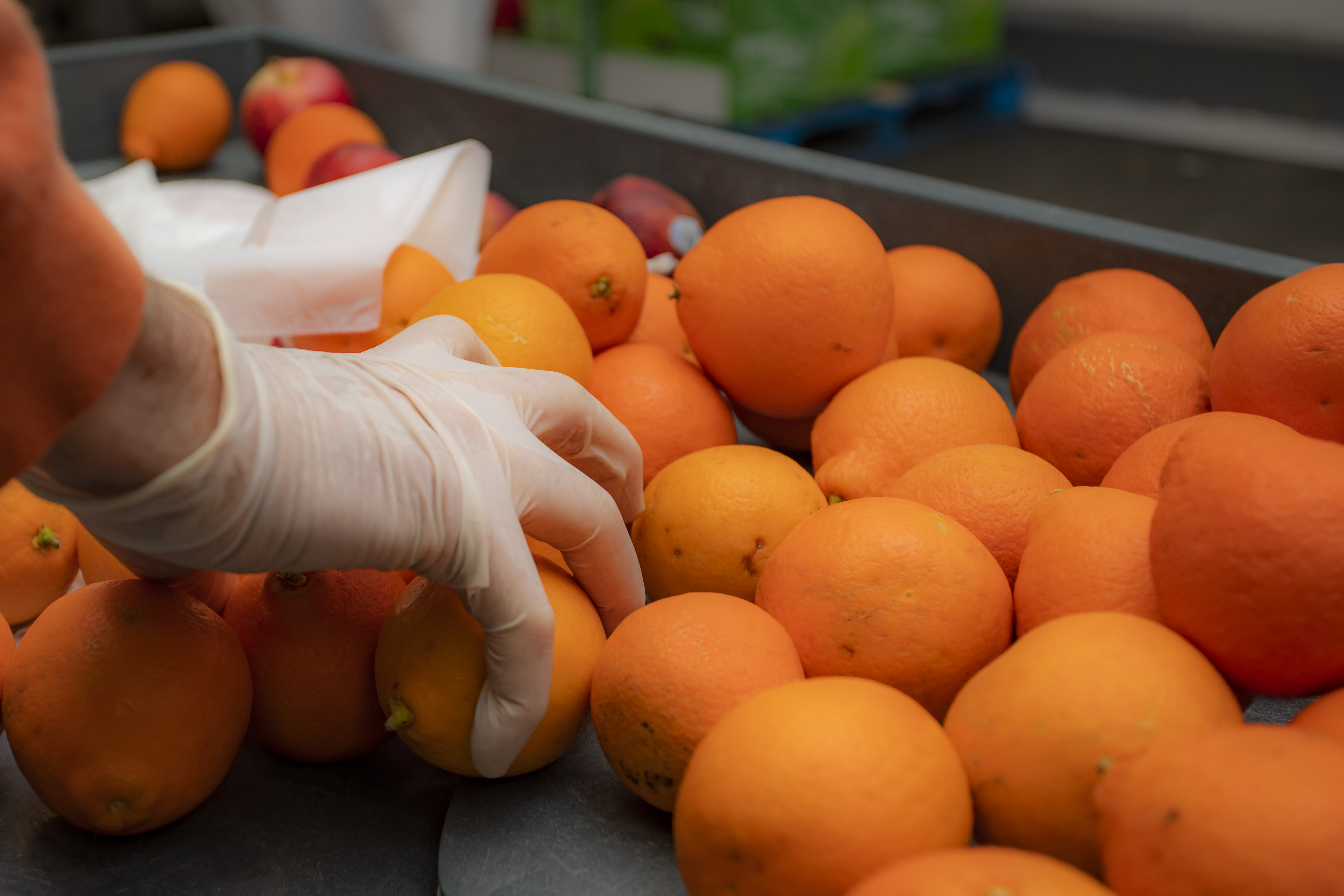 Oranges being sorted