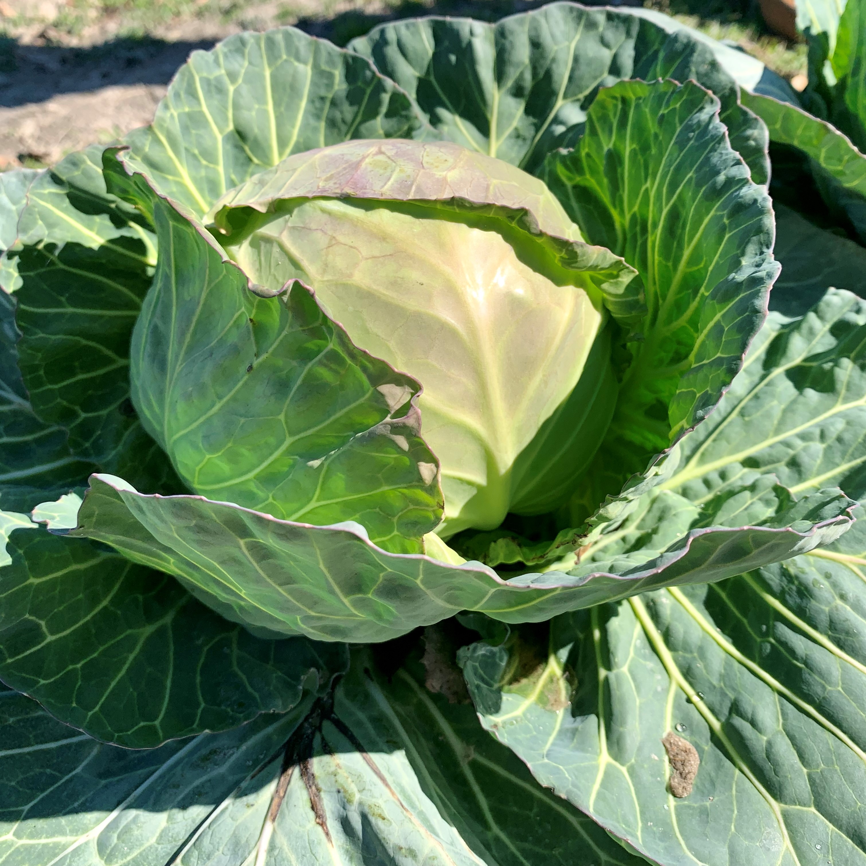 Fresh cabbage